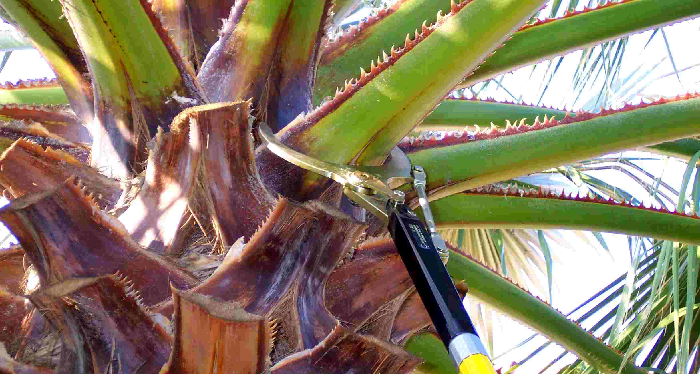 palm tree trimming equipment