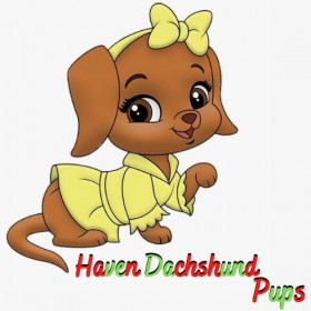 Haven Dachshund