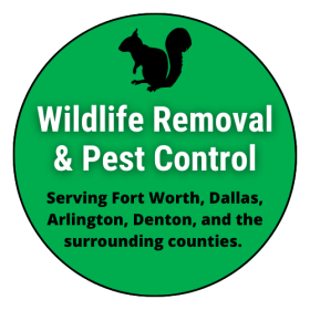 Fort Worth Wildlife Removal and Pest Control