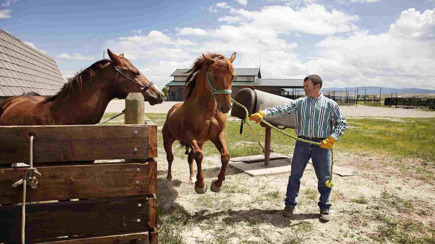 Horse Training Services Morgan Hill CA