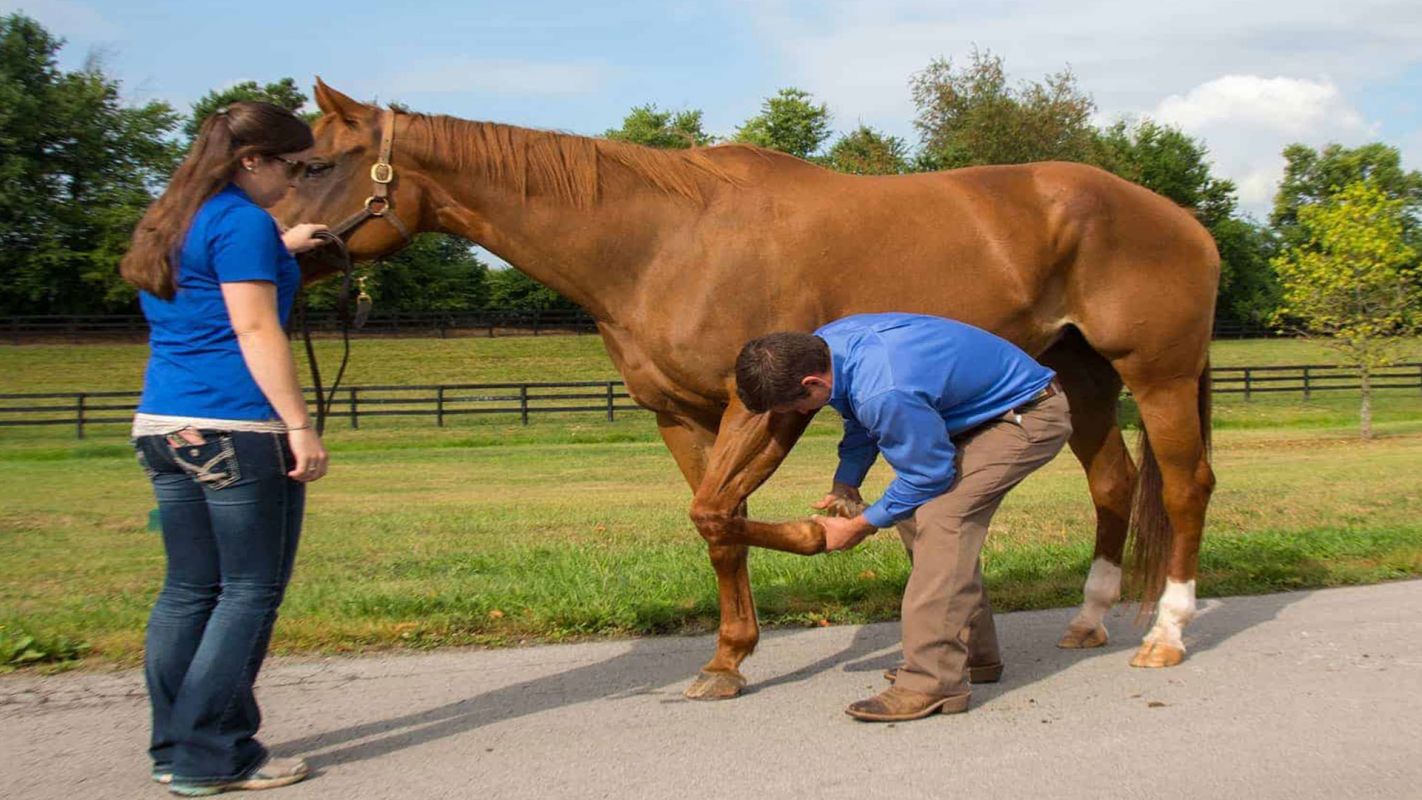 Horse Rehabilitation Services San Jose CA