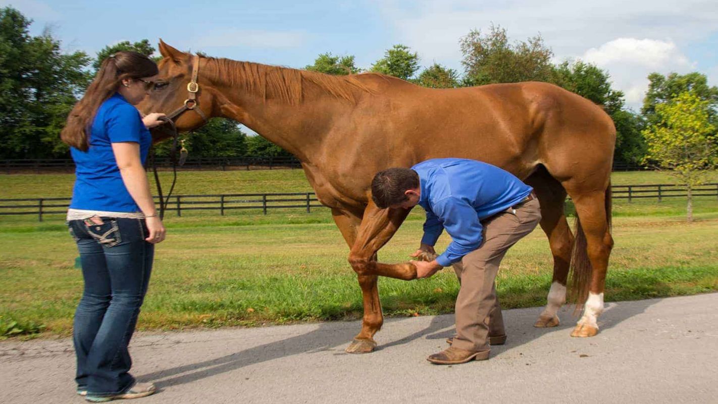 Horse Rehabilitation Services Santa Cruz CA