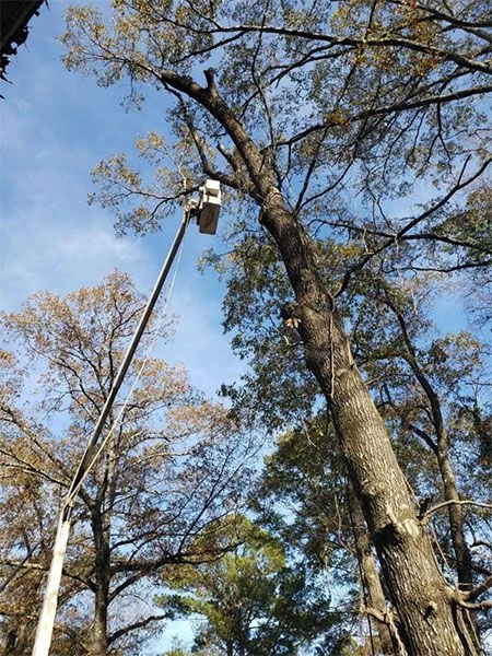 Tree Removal Services Tuscaloosa AL
