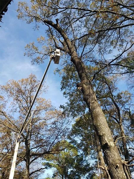 Tree Removal Services Bessemer AL