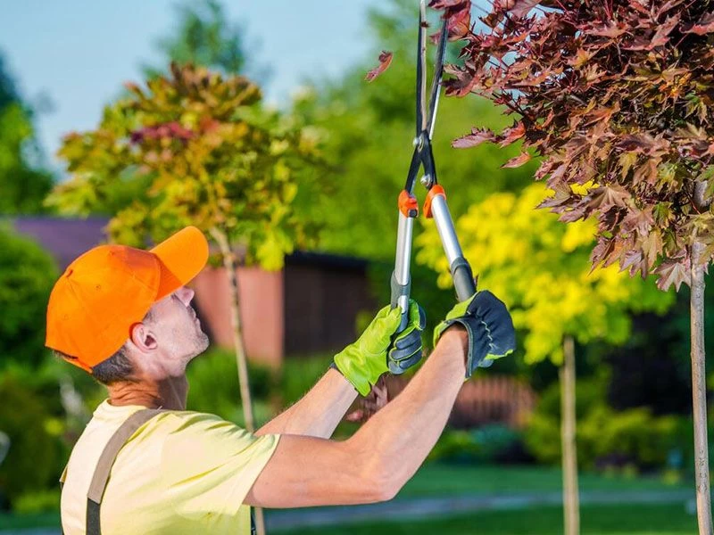 Tree Removal Services Bessemer AL