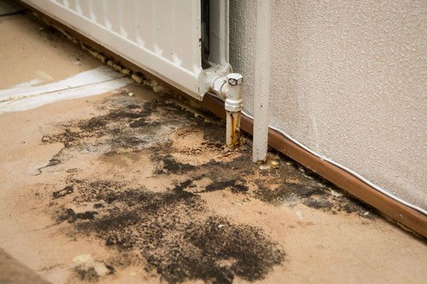 Mold Damage Repair Boca Raton FL
