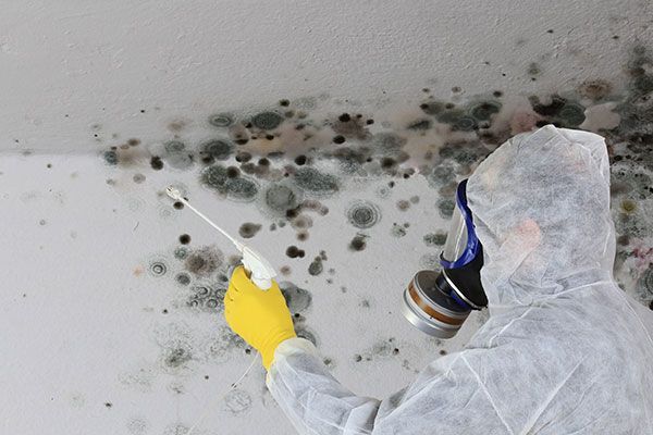 Mold damage restoration services Hollywood FL