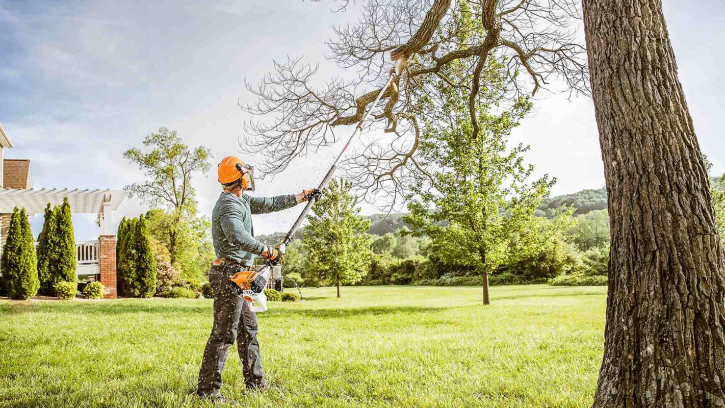 Tree Pruning Services Tuscaloosa AL