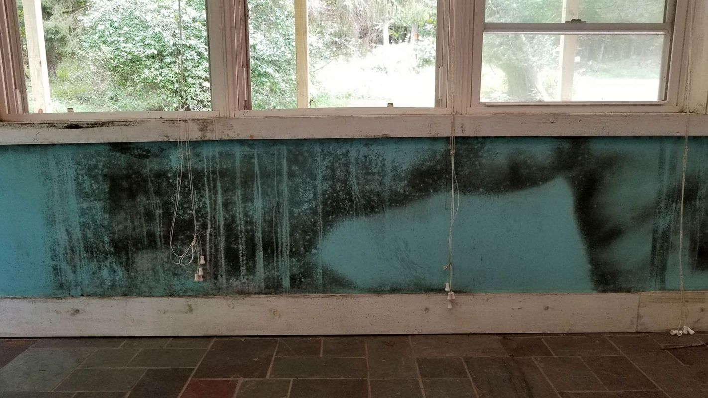 Mold Remediation Services Burlington NJ
