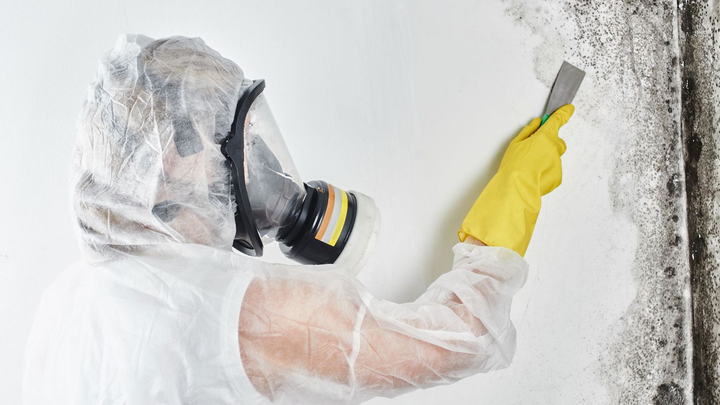 Mold Removal Service Princeton NJ