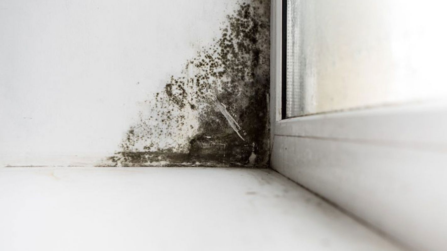 Best Residential Mold Testing Irvine CA