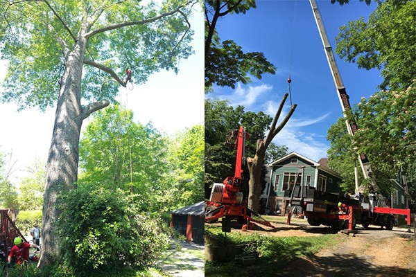 Tree Removal Company