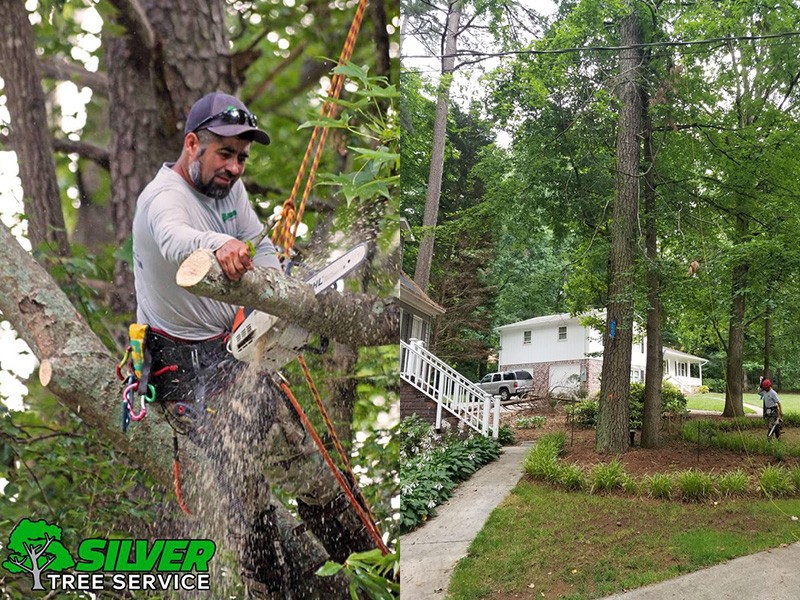 Our Green Profile Is Why You Should Hire Us For Tree Trimming Services