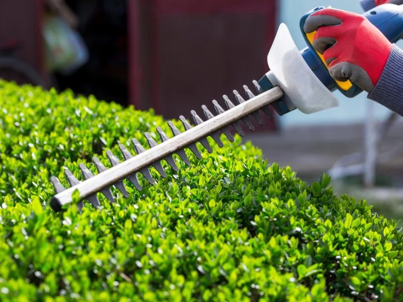 Tree Removal Services Bessemer AL