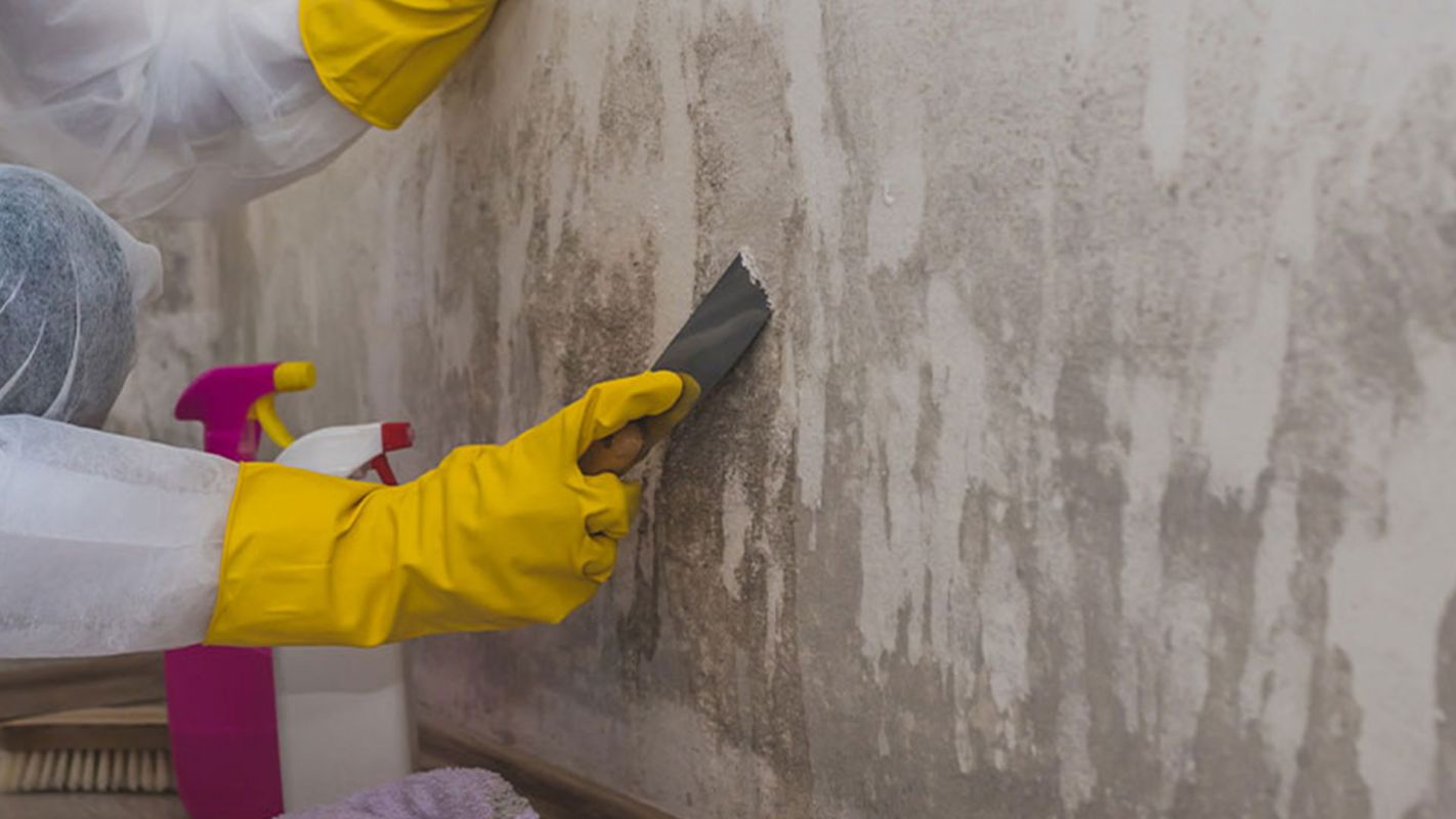 Mold Remediation Services El Segundo CA