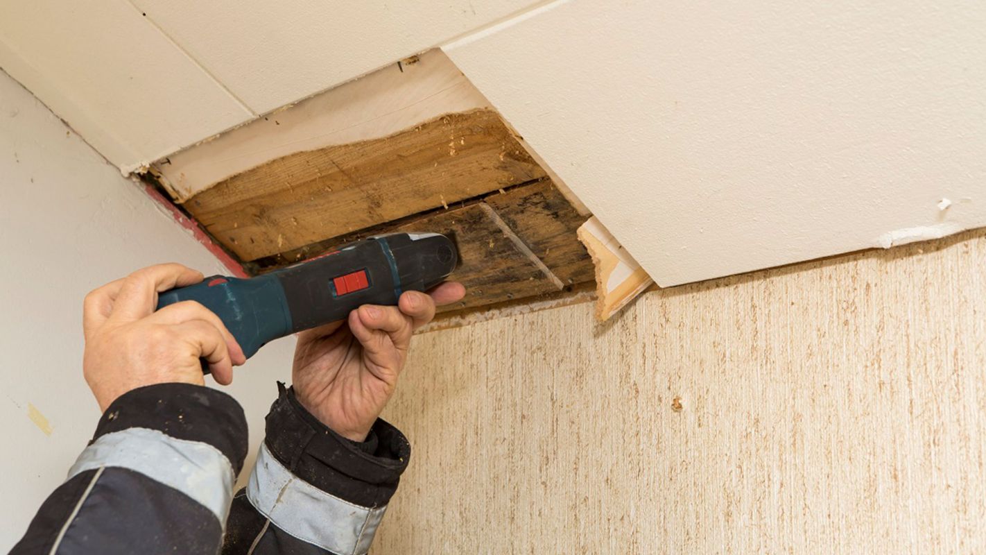 Mold Inspection Services El Segundo CA